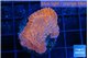 Montipora death spiral 3-4 cm WYSIWYG acclimaté