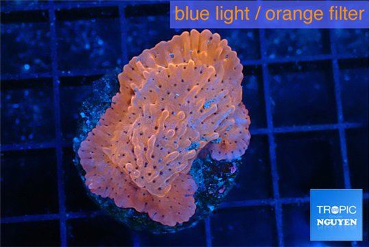 Montipora death spiral 3-4 cm WYSIWYG acclimaté
