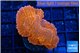 Montipora death spiral 3-4 cm WYSIWYG acclimaté