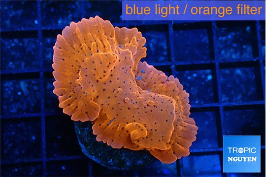 Montipora death spiral 3-4 cm WYSIWYG acclimaté