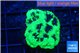 Favia reverse green 3-4 cm WYSIWYG acclimaté