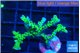 Anacropora green 3-4 cm WYSIWYG acclimaté