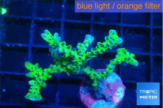 Anacropora green 3-4 cm WYSIWYG acclimaté