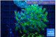 Euphyllia paraancora green purple 4-7 cm WYSIWYG acclimaté