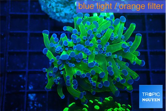 Euphyllia paraancora green purple 4-7 cm WYSIWYG acclimaté