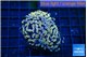 Euphyllia parancora ivory golden 4-7 cm WYSIWYG acclimaté