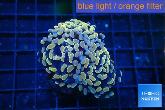 Euphyllia parancora ivory golden 4-7 cm WYSIWYG acclimaté