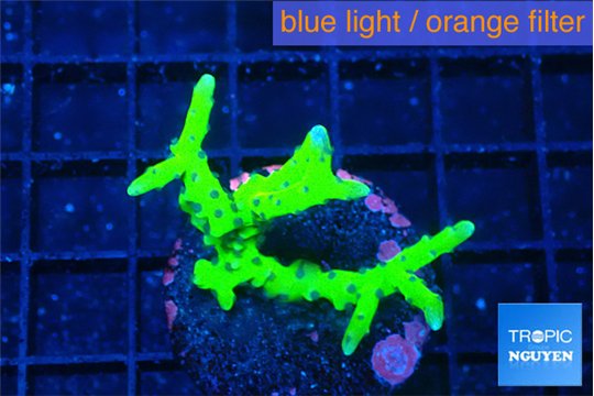 Anacropora green 3-4 cm WYSIWYG acclimaté