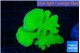 Montipora green cap 5-6 cm WYSIWYG acclimaté