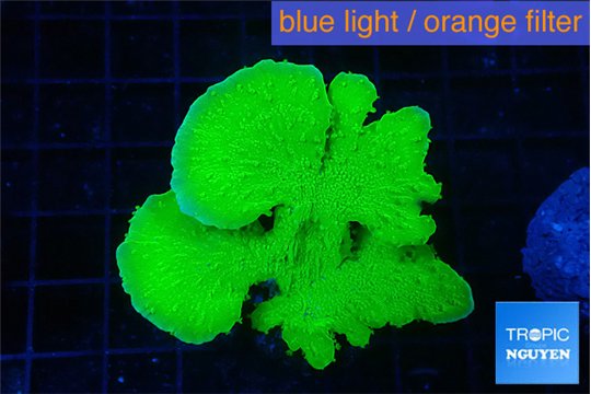 Montipora green cap 5-6 cm WYSIWYG acclimaté