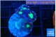 Caulastrea tiger green 4 polyps WYSIWYG acclimaté