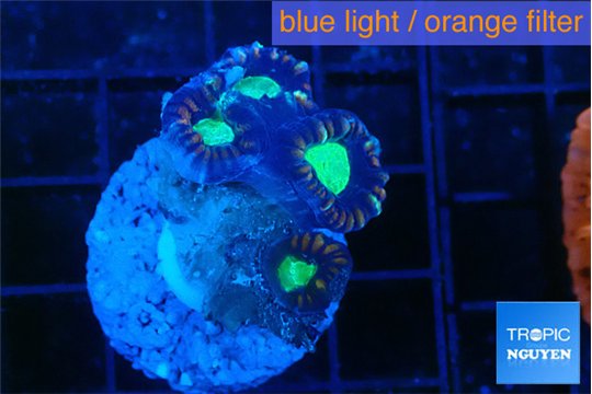 Caulastrea tiger green 4 polyps WYSIWYG acclimaté