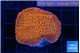 Montipora death spiral 3-4 cm WYSIWYG acclimaté