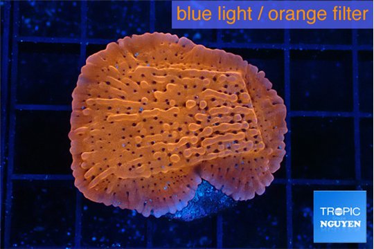 Montipora death spiral 3-4 cm WYSIWYG acclimaté