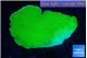 Montipora green cap 5-6 cm WYSIWYG acclimaté