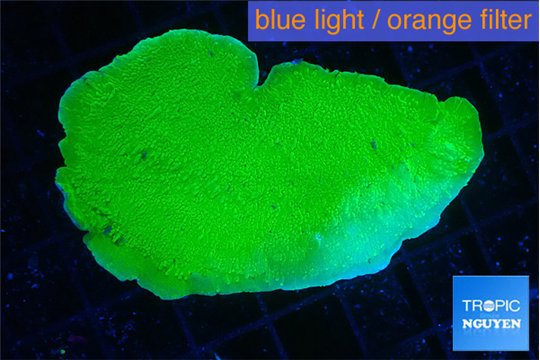 Montipora green cap 5-6 cm WYSIWYG acclimaté