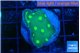 Echinopora lamellosa neon green spot 2-3 cm WYSIWYG acclimaté