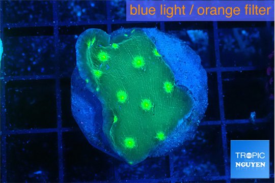 Echinopora lamellosa neon green spot 2-3 cm WYSIWYG acclimaté
