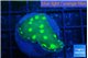 Echinopora lamellosa neon green spot 2-3 cm WYSIWYG acclimaté