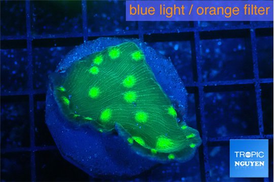 Echinopora lamellosa neon green spot 2-3 cm WYSIWYG acclimaté