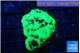 Favia reverse green 3-4 cm WYSIWYG acclimaté