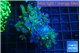 Euphyllia paraancora green purple 4-7 cm WYSIWYG acclimaté
