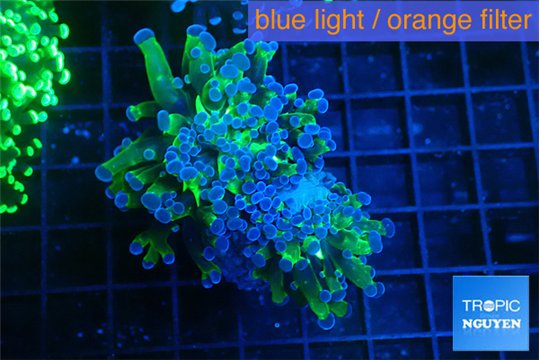 Euphyllia paraancora green purple 4-7 cm WYSIWYG acclimaté