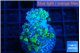 Euphyllia paraancora green purple 4-7 cm WYSIWYG acclimaté