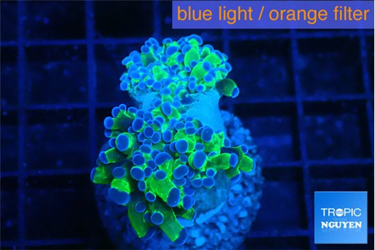 Euphyllia paraancora green purple 4-7 cm WYSIWYG acclimaté