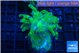 Euphyllia paraancora green purple 3-5 cm WYSIWYG acclimaté