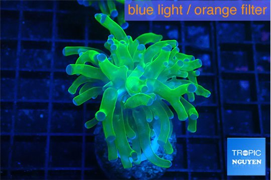 Euphyllia paraancora green purple 3-5 cm WYSIWYG acclimaté