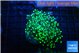Euphyllia yaeyamaensis green 4-7 cm WYSIWYG acclimaté
