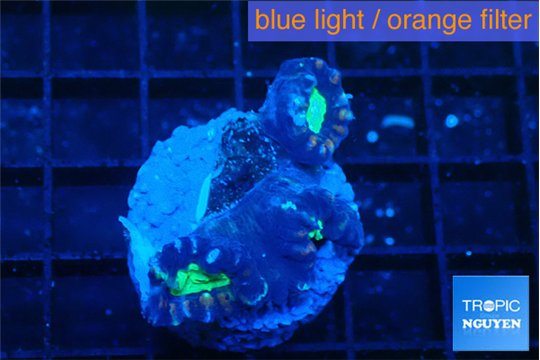 Caulastrea tiger green 3 polyps WYSIWYG acclimaté
