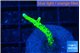 Anacropora green 2-3 cm WYSIWYG acclimaté