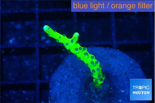 Anacropora green 2-3 cm WYSIWYG acclimaté