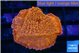 Montipora death spiral 3-4 cm WYSIWYG acclimaté
