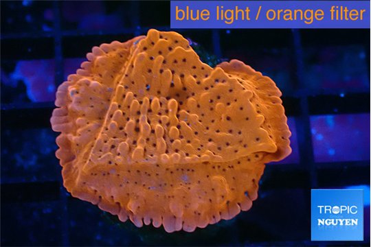 Montipora death spiral 3-4 cm WYSIWYG acclimaté