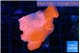Montipora red cap 3-4 cm WYSIWYG acclimaté