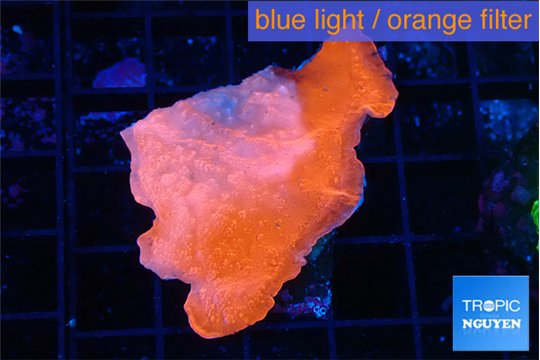 Montipora red cap 3-4 cm WYSIWYG acclimaté