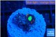 Caulastrea tiger green 1 polyp WYSIWYG acclimaté