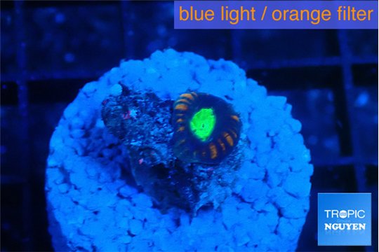 Caulastrea tiger green 1 polyp WYSIWYG acclimaté