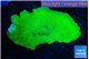 Montipora green cap 4-6 cm WYSIWYG acclimaté