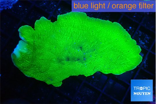 Montipora green cap 4-6 cm WYSIWYG acclimaté