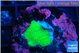 Montipora green cap 1 cm WYSIWYG acclimaté