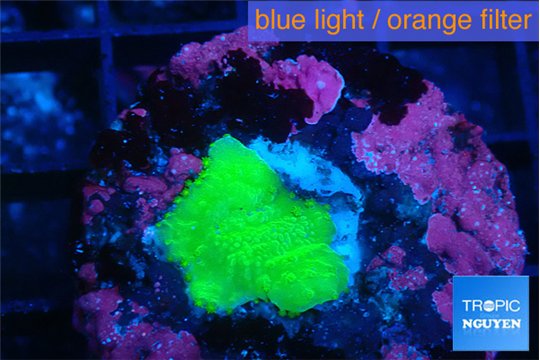 Montipora green cap 1 cm WYSIWYG acclimaté