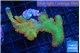 Montipora red fire forest 4-5 cm WYSIWYG acclimaté