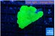Montipora green cap 3 cm WYSIWYG acclimaté