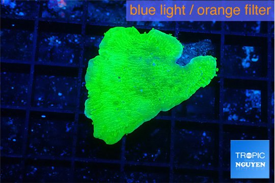 Montipora green cap 3 cm WYSIWYG acclimaté
