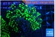 Euphyllia yaeyamaensis green 4-7 cm WYSIWYG acclimaté