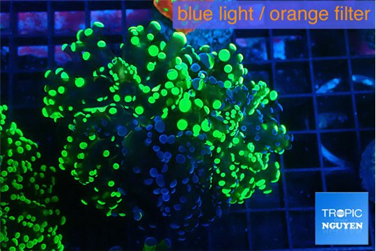 Euphyllia yaeyamaensis green 4-7 cm WYSIWYG acclimaté